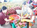 Thanh long đang được Công ty TNHH Long Việt (Đăng Hưng Phước, Chợ Gạo) làm sạch, đóng thùng cung ứng ra thị trường.