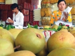 Tiền Giang: nông dân thu lợi cao nhờ trồng sabô