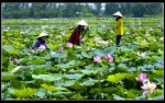 Sự giao thoa ngôn ngữ giữa các dân tộc ở Nam bộ