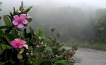 Tôi viết "Thu, hát cho người"