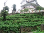 Tam Đảo, thị trấn xanh trong mây mù