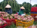 Lãi 500 triệu đồng/ha thanh long
