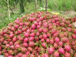 Thanh long bán được giá cao tại Chợ Gạo. Ảnh: Như Lam
