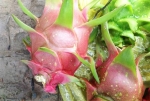 Triệu chứng bệnh "đốm trắng" trên trái.