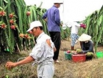 Nhà vườn phấn khỏi vì giá thanh long tăng mạnh