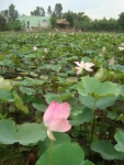 Tháp Mười đẹp nhất bông sen!