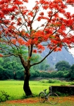 Thời hoa đỏ