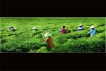 Tác phẩm “Thu hoạch” của Ngô Văn Bân.