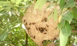 Ăn ong vò vẽ