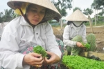 Chuyện thắng thua ở làng hoa Mỹ Tho phụ thuộc rất nhiều vào thời tiết và giá cả thị trường.