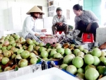 Nâng chất HTX Nông nghiệp: Tìm lời giải cho “bài toán” hóc búa