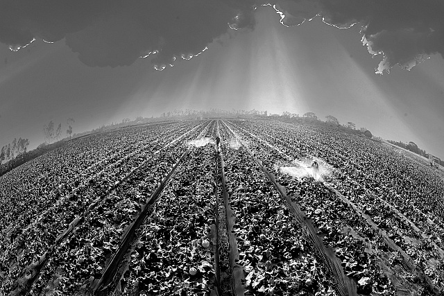 Mùa dưa lê - KK- Tô Hoảng Vũ (Cần Thơ)