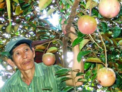 Vú sữa vào mùa giá cao, nhà vườn lãi lớn