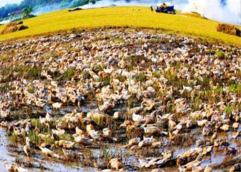 Tác phẩm “Quê hương” giải Nhất của Văn Ngoan.