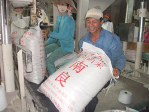 Chuẩn bị xuất khẩu gạo.