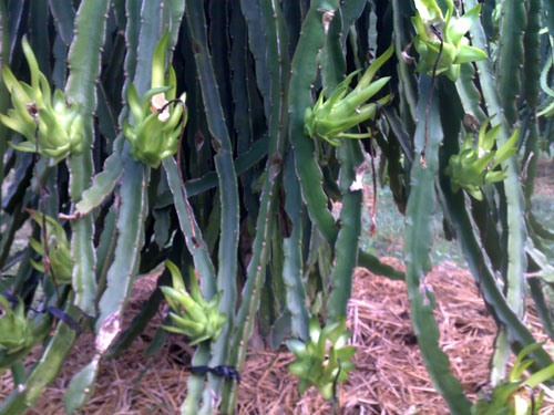 Giá thanh long còn xanh có trọng lượng từ 200 - 300 gram đang được đặt mua với giá 17.000 - 18.000 đồng/kg.