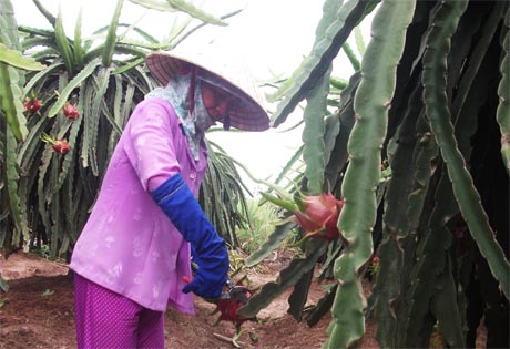 Nhà vườn cảm thấy xót lòng khi giá thanh long giảm 10.000 đồng/kg chỉ sau vài ngày tăng giá kỷ lục.