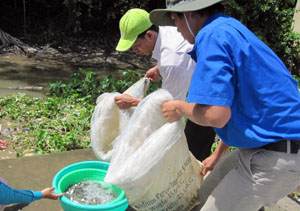Thả cá giống bảo vệ nguồn lợi thủy sản.