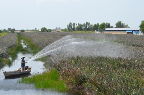 Hệ thống kinh nội đồng đã được nạo vét thông thoáng, thuận lợi cho việc tưới tiêu, phục vụ tốt cho trồng trọt và chăn nuôi. Ảnh: T. TẤN