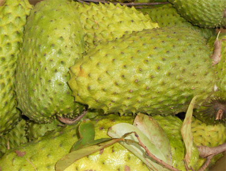 Mãng cầu xiêm là cây ăn trái chủ lực của huyện Tân Phú Đông. Ảnh: Vân Anh