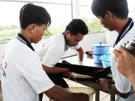 Siết chặt chất lượng con giống là một trong những yếu tố giảm giá thành sản xuất. (Ảnh sản xuất và kiểm tra chất lượng con giống cá tra nhân tạo).