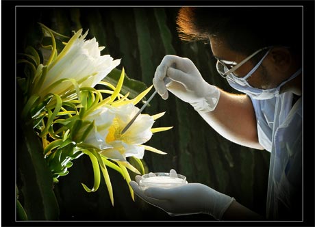 Lai tạo thanh long. Ảnh: Minh Nhựt