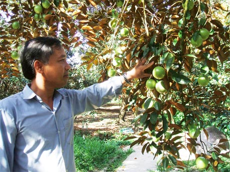 Ông Ngô Văn Út Một (xã Mỹ Long), bên vườn vú sữa cho thu hoạch 300 triệu đồng mỗi năm.