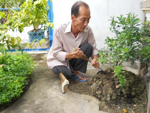 Ông Nguyễn Văn Bá đang chăm sóc cây