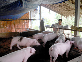 Mô hình nuôi heo bằng đệm lót sinh học của ông Lê Tấn Trực ở khu phố 5.