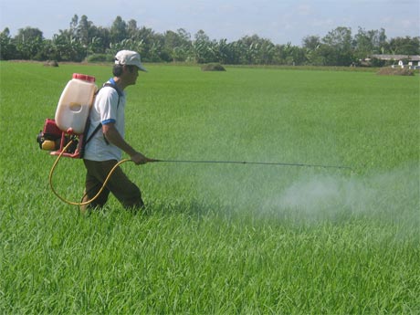 Sâu, bệnh diễn biến phức tạp trên lúa hè thu