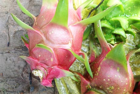Triệu chứng bệnh "đốm trắng" trên trái.