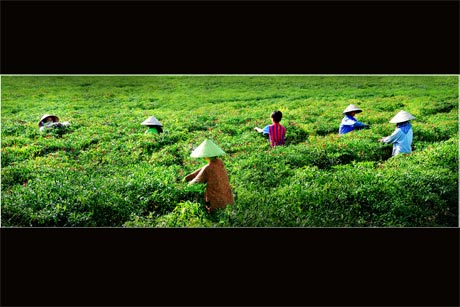 Tác phẩm “Thu hoạch” của Ngô Văn Bân.