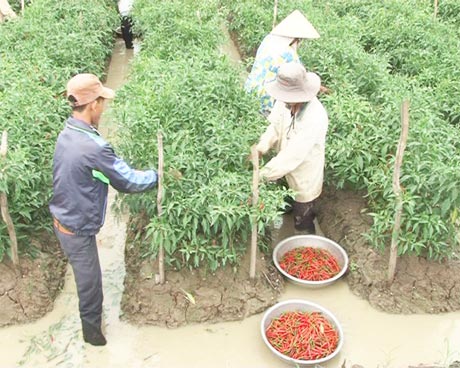 Chợ Gạo: Nông dân trồng ớt trúng giá