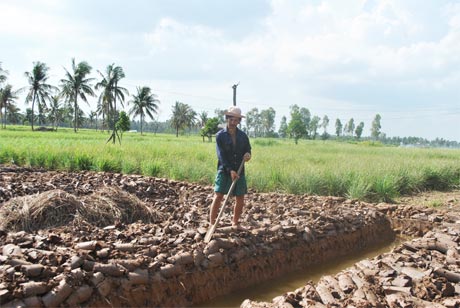 Anh Lê Văn Thểnh đang lên liếp trồng sả vụ mới.
