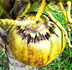 Bọ vòi voi hại dừa