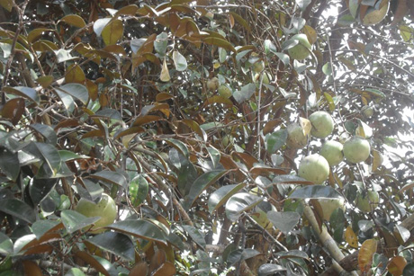 Ảnh minh họa. Ảnh: Như Lam