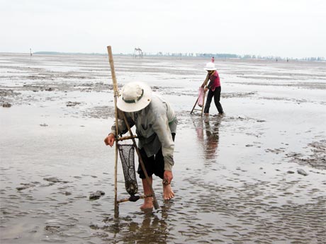 Thiếu đầu tư nghiên cứu con nghêu nên rủi ro của nghề này ngày càng cao.