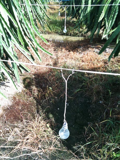 Xông thanh long cần đảm bảo an toàn cho cộng đồng