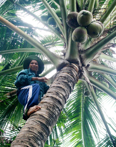 Bà Nguyễn Thị Mười Hai, người được mệnh danh là “thiên hạ đệ nhất... leo dừa” - Ảnh: Sơn Lâm