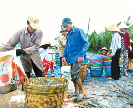 Thu hoạch tôm ở xã Phú Tân, huyện Tân Phú Đông.