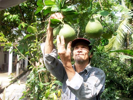 Nhà vườn ấp Phú Hòa, xã Long Khánh (Cai Lậy) đang chuẩn bị bưởi Tết.