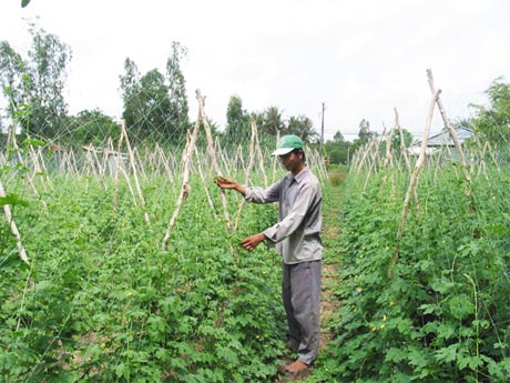 Trồng màu trong ô đê bao.
