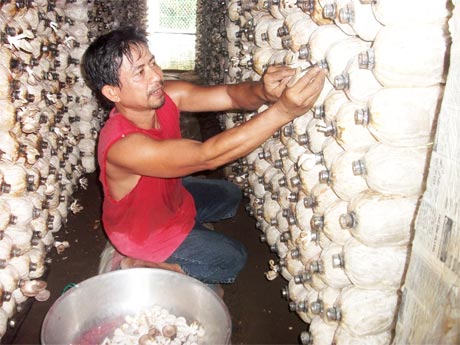 Ông Ngô Văn Đủ (Phường 5, TX. Gò Công) đang thu hoạch nấm bào ngư.