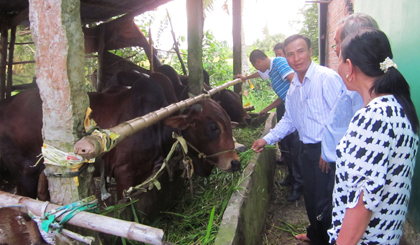 Bò - đang được xem là vật nuôi xóa đói, giảm nghèo hiệu quả nhất tại huyện Chợ Gạo.jpg