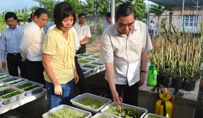 Ông Lê Hồng Anh tham quan khu lai tạo giống mới của Viện Cây ăn quả miền Nam.