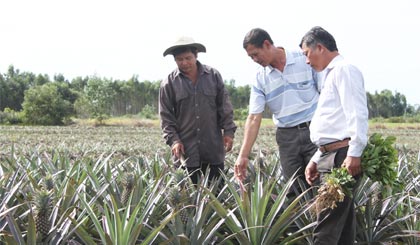 Cán bộ Hội Nông dân xã thăm ruộng khóm và đậu phộng của anh Trang Hữu Thành (bìa trái).