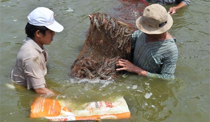 Thu hoạch tôm nuôi công nghiệp tại xã Phú Đông.