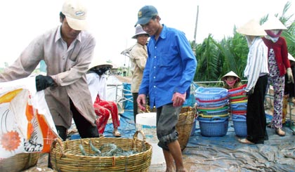 Hơn 1 tuần nay, giá TS và TTCT lại tiếp tục tăng - giảm theo hướng trái chiều nhau với mức chênh lệch từ 5.000 - 15.000 đồng/kg.