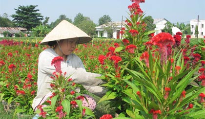 Chăm sóc hoa tết ở xã Tân Mỹ Chánh.