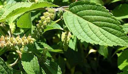 Kinh giới - cây rau gia vị quen thuộc và cũng là cây thuốc quý trị nhiều bệnh.